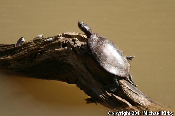 Eastern Painted Turtle (Chrysemys picta picta)