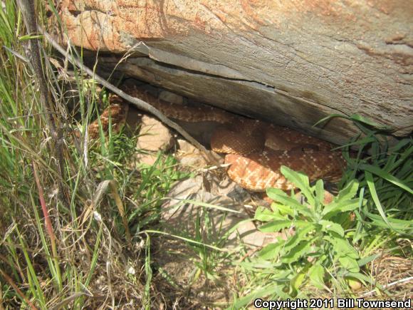 Red Diamond Rattlesnake (Crotalus ruber)