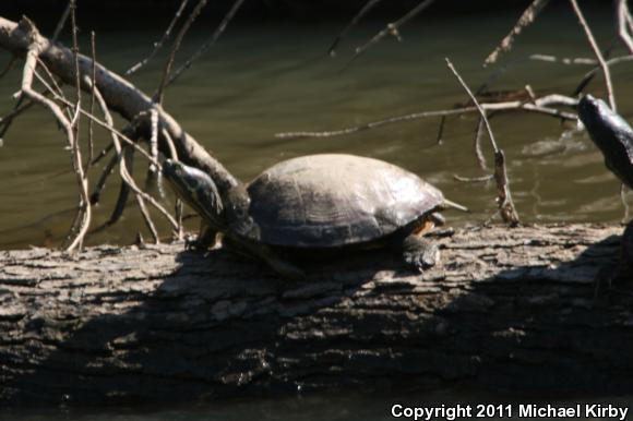 Red-eared Slider (Trachemys scripta elegans)