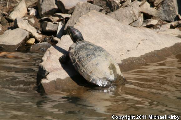 Red-eared Slider (Trachemys scripta elegans)