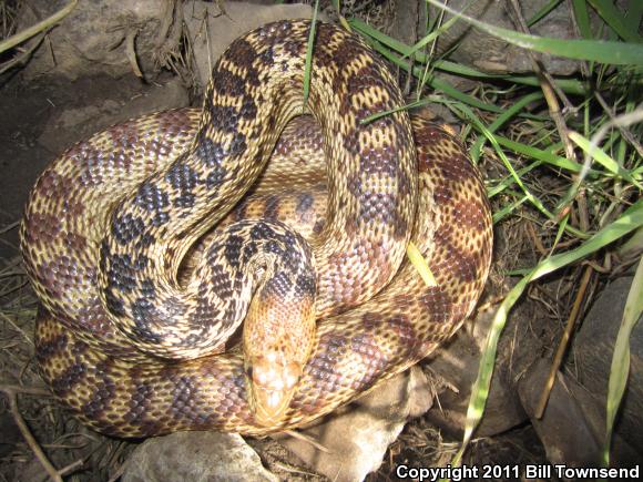 San Diego Gopher Snake (Pituophis catenifer annectens)