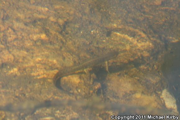 Red-Spotted Newt (Notophthalmus viridescens viridescens)