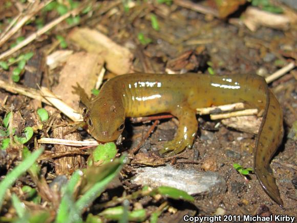 Red-Spotted Newt (Notophthalmus viridescens viridescens)