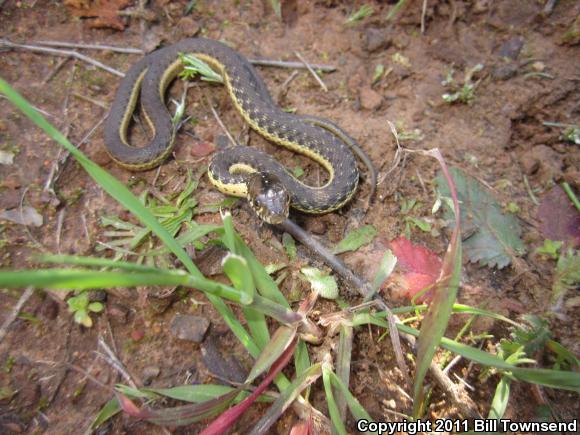 Two-striped Gartersnake (Thamnophis hammondii)