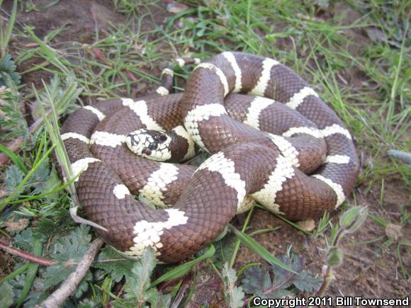 California Kingsnake (Lampropeltis getula californiae)