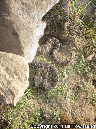 Southern Pacific Rattlesnake (Crotalus oreganus helleri)