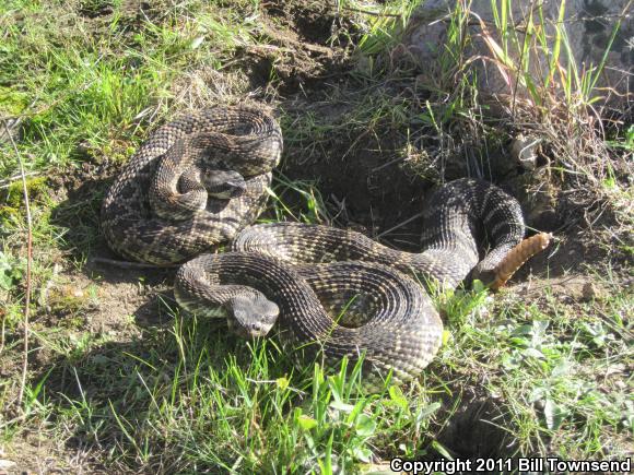 Southern Pacific Rattlesnake (Crotalus oreganus helleri)