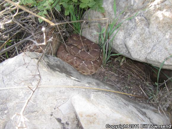 Red Diamond Rattlesnake (Crotalus ruber)