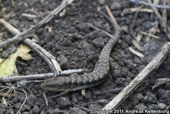 San Diego Alligator Lizard (Elgaria multicarinata webbii)