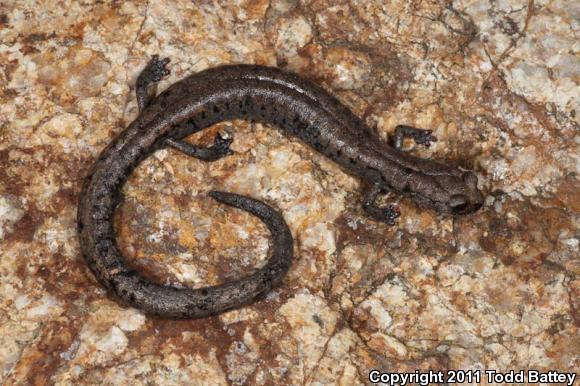 Tehachapi Slender Salamander (Batrachoseps stebbinsi)