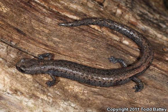 Tehachapi Slender Salamander (Batrachoseps stebbinsi)