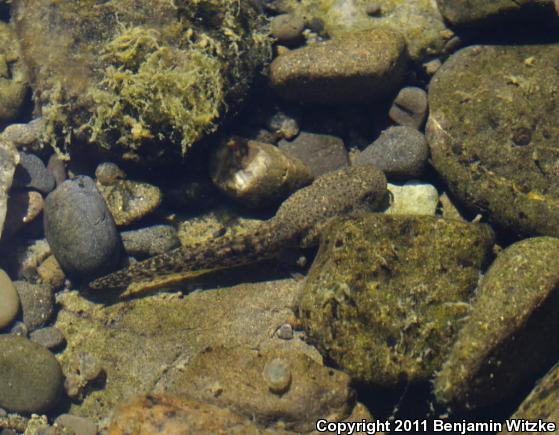 Foothill Yellow-legged Frog (Rana boylii)