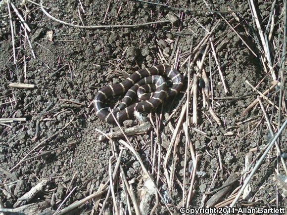 California Kingsnake (Lampropeltis getula californiae)