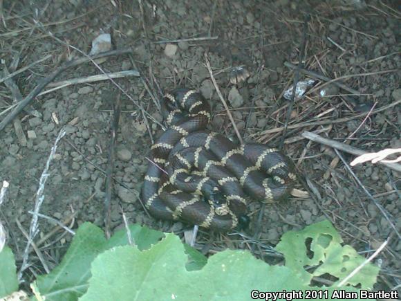 California Kingsnake (Lampropeltis getula californiae)