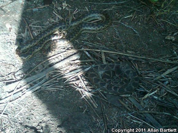 San Diego Gopher Snake (Pituophis catenifer annectens)