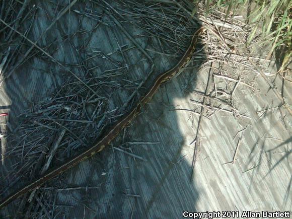 California Kingsnake (Lampropeltis getula californiae)