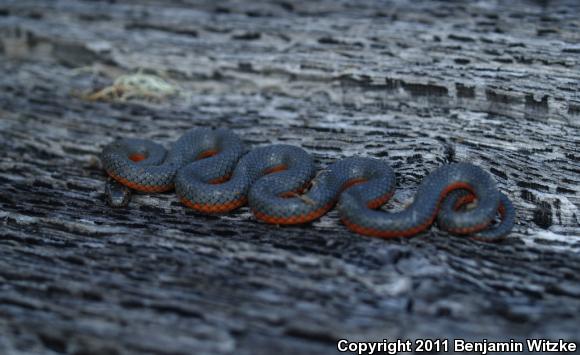 Pacific Ring-necked Snake (Diadophis punctatus amabilis)