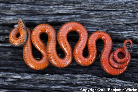 Pacific Ring-necked Snake (Diadophis punctatus amabilis)