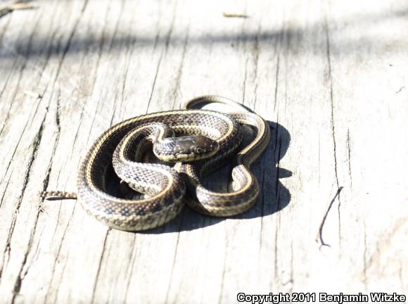 Coast Gartersnake (Thamnophis elegans terrestris)