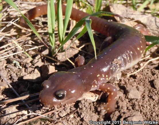 Arboreal Salamander (Aneides lugubris)