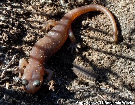 Arboreal Salamander (Aneides lugubris)