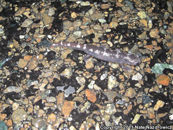 Marbled Salamander (Ambystoma opacum)