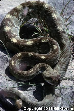 Northern Black-tailed Rattlesnake (Crotalus molossus molossus)