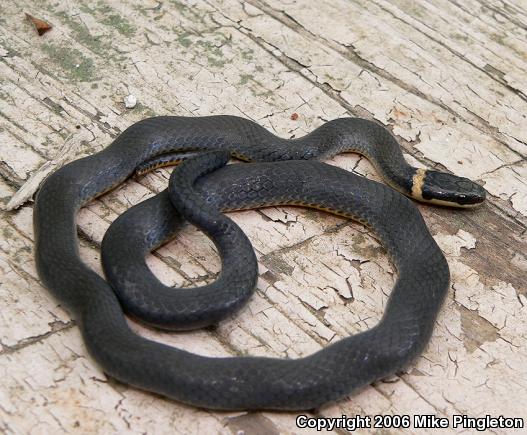 Northern Ring-necked Snake (Diadophis punctatus edwardsii)