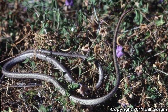 Brown Vinesnake (Oxybelis aeneus)