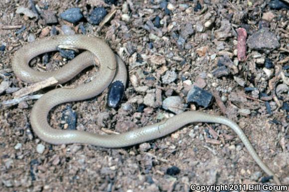 Plains Black-headed Snake (Tantilla nigriceps)