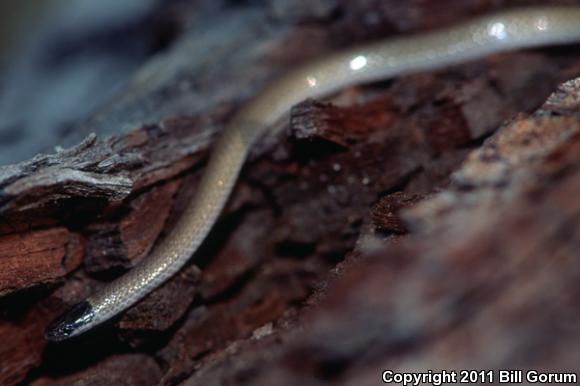 Smith's Black-headed Snake (Tantilla hobartsmithi)