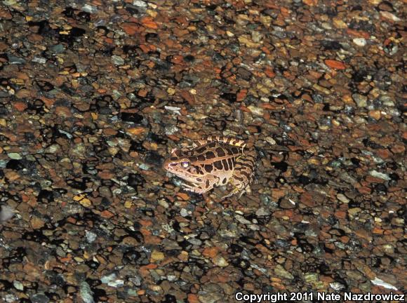 Pickerel Frog (Lithobates palustris)