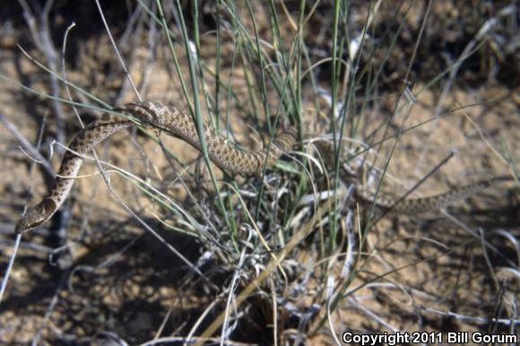 Texas Nightsnake (Hypsiglena jani texana)