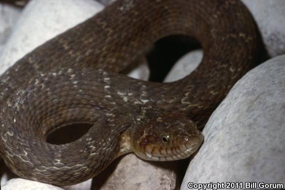 Blotched Watersnake (Nerodia erythrogaster transversa)