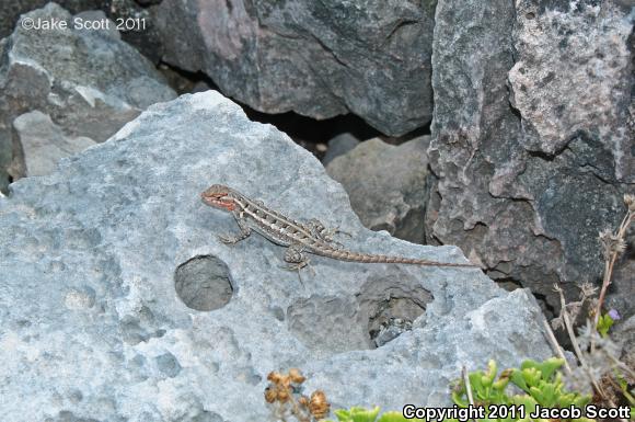 Cozumel Spiny Lizard (Sceloporus cozumelae)