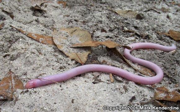 Florida Worm Lizard (Rhineura floridana)