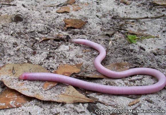 Florida Worm Lizard (Rhineura floridana)