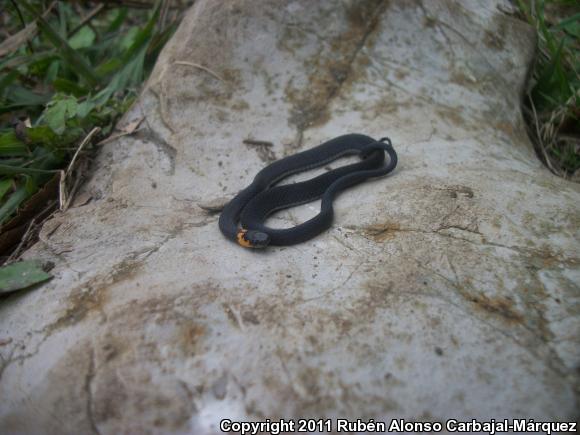 Ring-necked Coffee Snake (Ninia diademata)