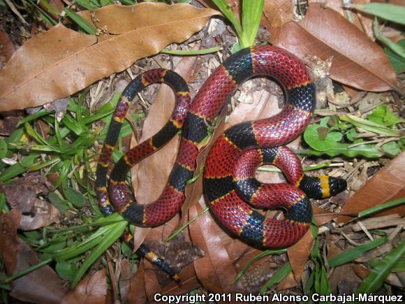 Variegated False Coralsnake (Pliocercus elapsoides)