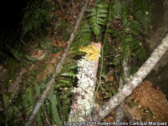 Small-eared Treefrog (Ecnomiohyla miotympanum)