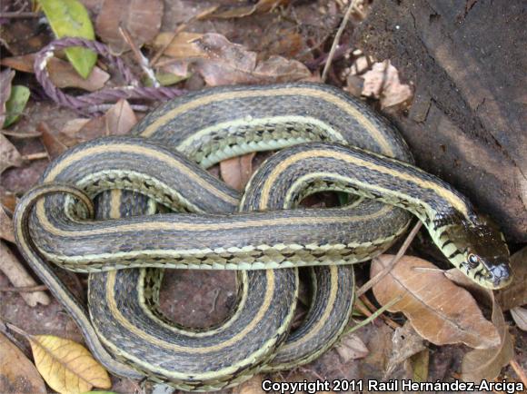 Brown Gartersnake (Thamnophis eques megalops)