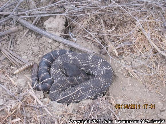 Southern Pacific Rattlesnake (Crotalus oreganus helleri)