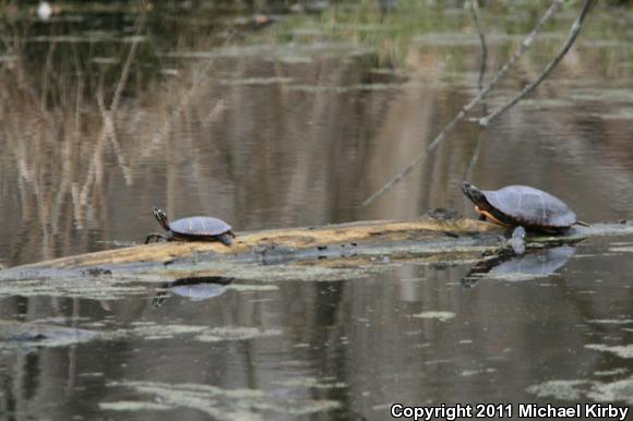 Eastern Painted Turtle (Chrysemys picta picta)