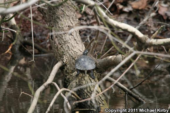 Eastern Painted Turtle (Chrysemys picta picta)