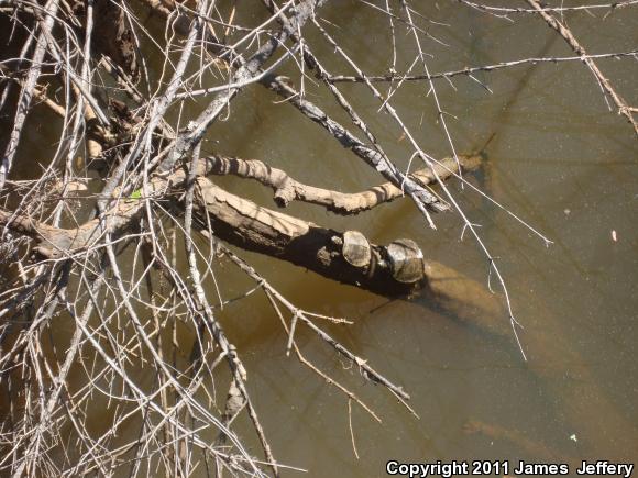 Alabama Red-bellied Cooter (Pseudemys alabamensis)