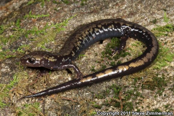 Peaks Of Otter Salamander (Plethodon hubrichti)