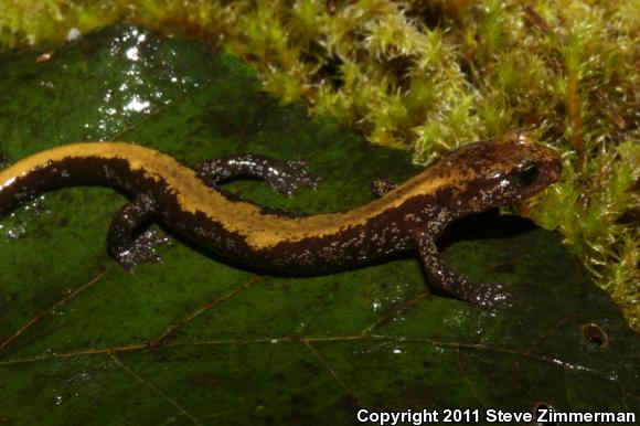 Coeur D'Alene Salamander (Plethodon idahoensis)