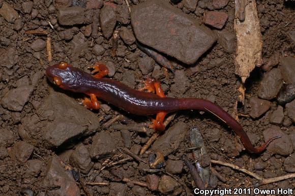 Yellow-eyed Ensatina (Ensatina eschscholtzii xanthoptica)