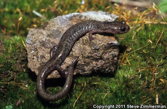 Jemez Mountains Salamander (Plethodon neomexicanus)