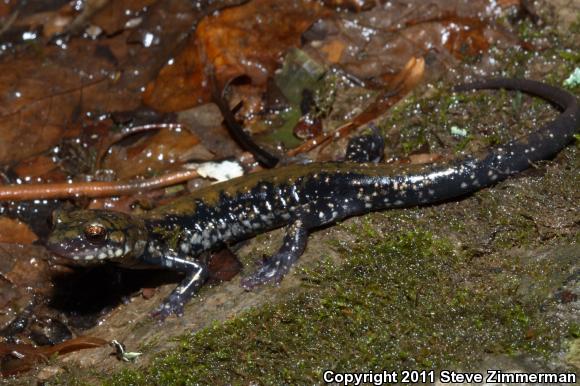 Pigeon Mountain Salamander (Plethodon petraeus)